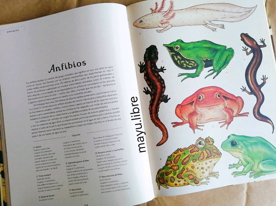 Animalium