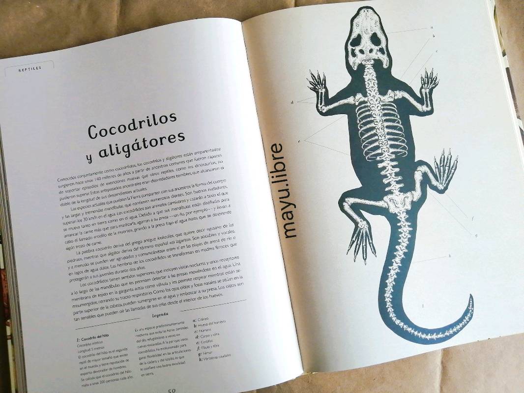 Animalium