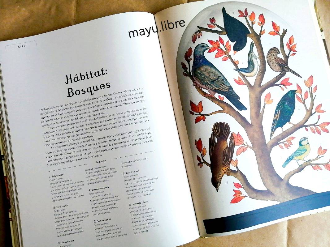 Animalium