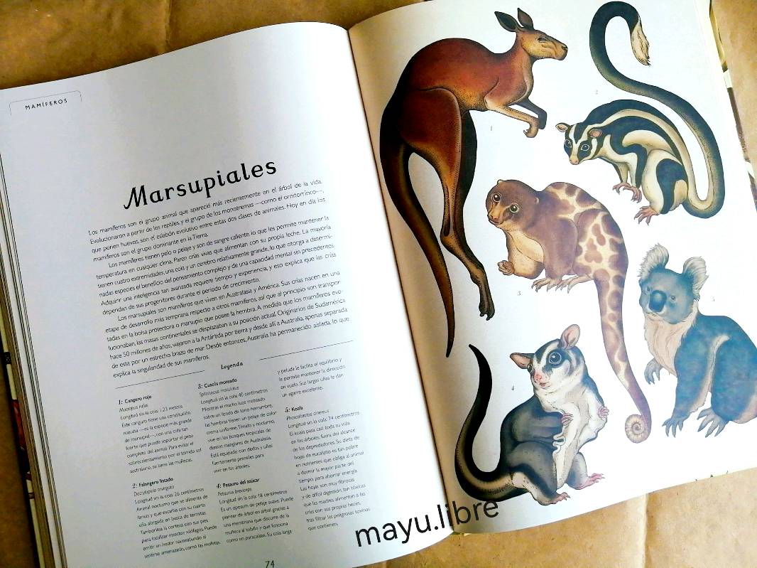 Animalium