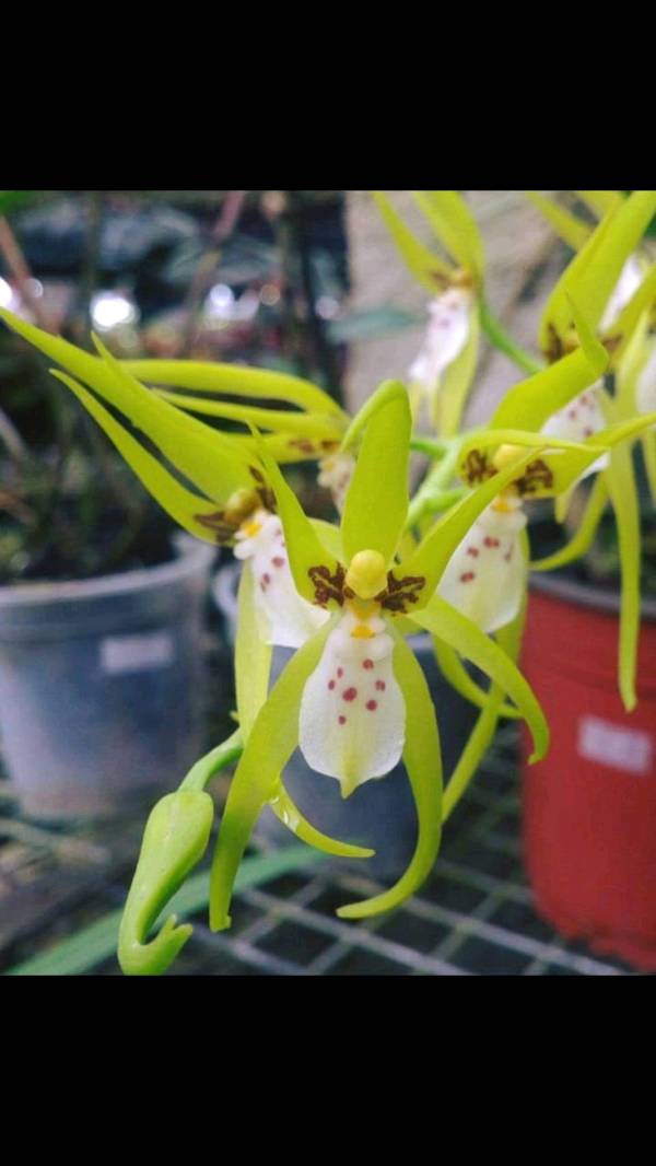 Brassia villosa en Moyobamba