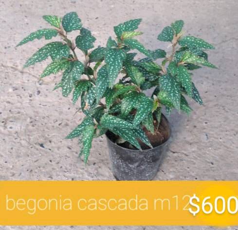 Begonias cascadas m12 en centenario