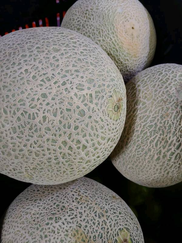 Melón chino en Yahualica