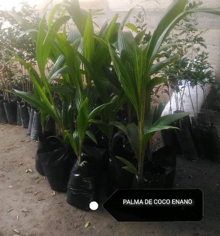 PALMA DE COCO ENANO en Tijuana