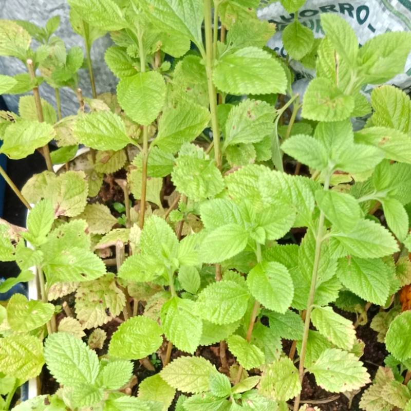 Planta pronto alivio en Buenaventura