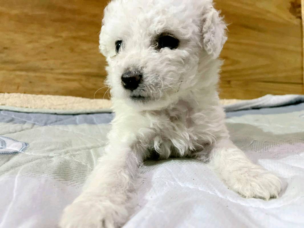 cachorro-poodle-en-satipo