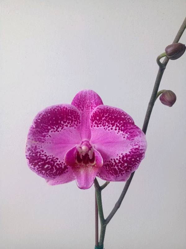 Orquídea Morado jaspeado en Lima