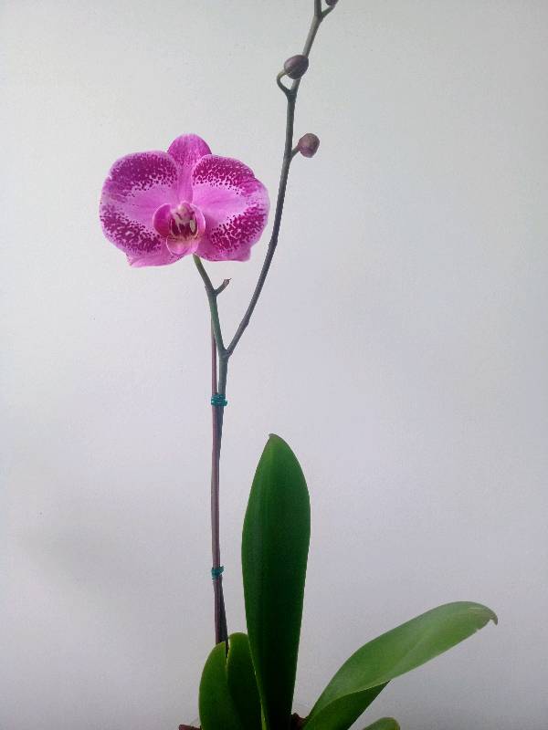 Orquídea Morado jaspeado en Lima