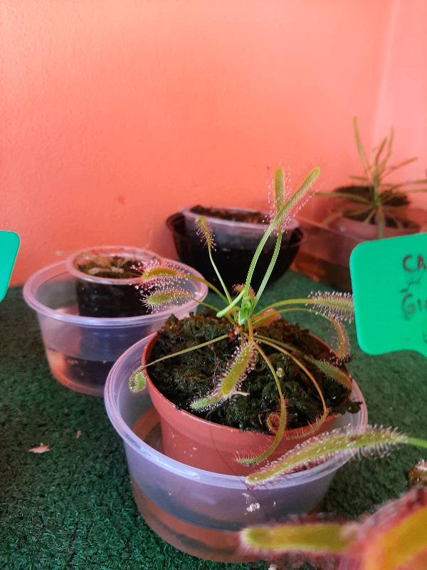 SAFLAX - Droséra Du Cap - 200 Graines - Avec Substrat De Culture Sans Germes Drosera Capensis~p1126619