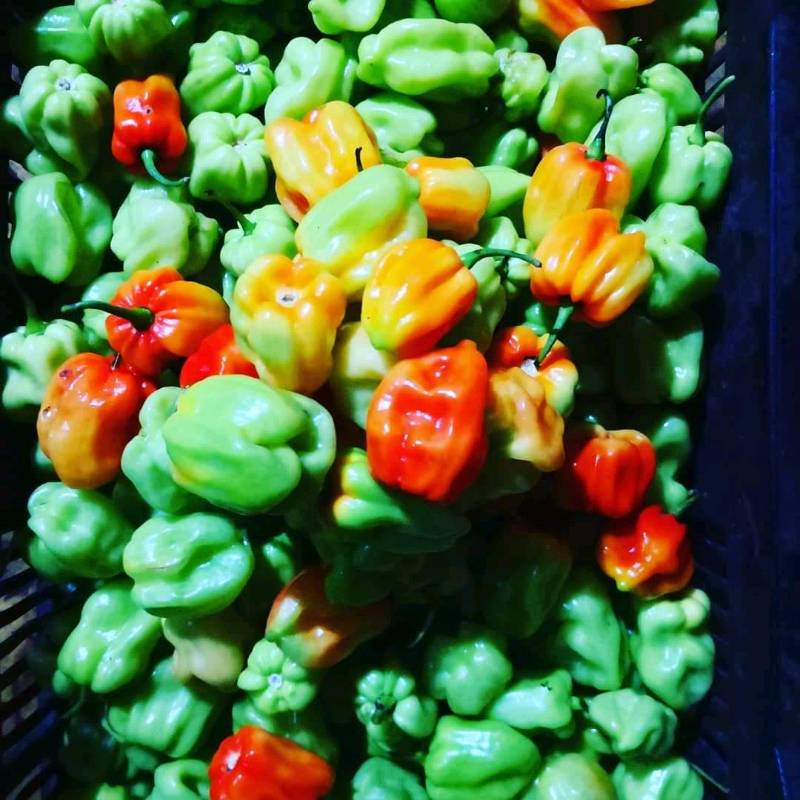 Chile panameño y jalapeño en polvo en Alajuela