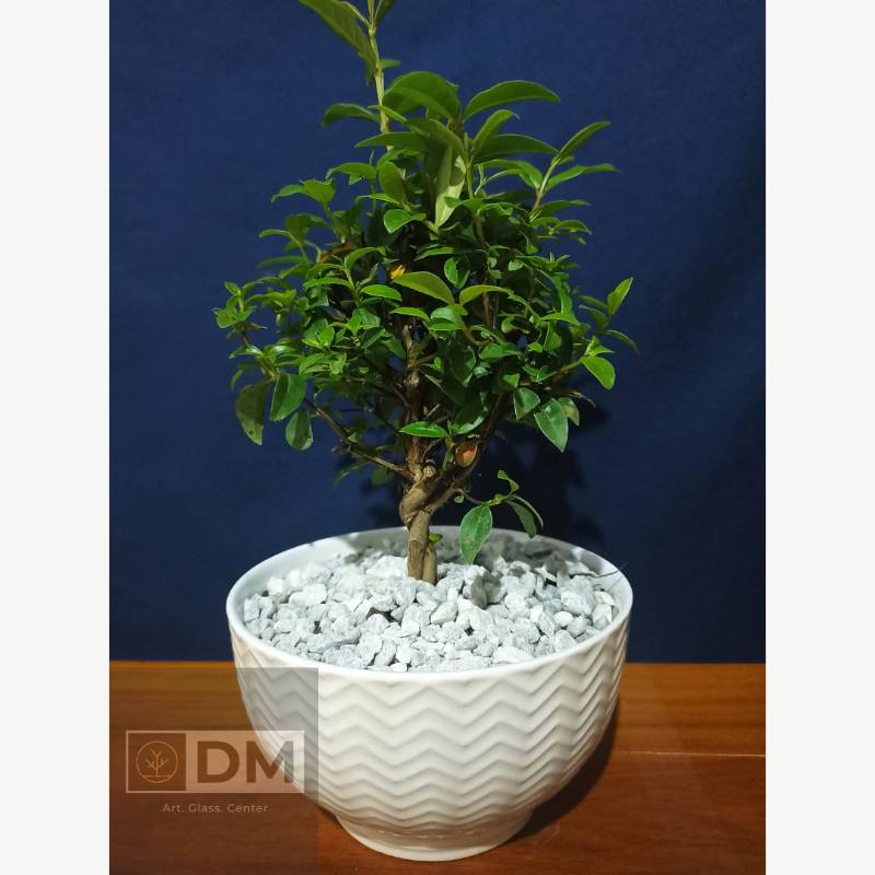 Mini bonsai GUAYACAN en Quito